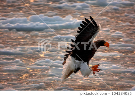 Eagle, Steller's sea eagle, Hokkaido, Sea of Okhotsk, pleasure boat, cruise ship, drift ice 104384085