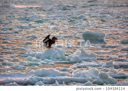 Eagle, Steller's sea eagle, Hokkaido, Sea of Okhotsk, pleasure boat, cruise ship, drift ice Eagle, Steller's sea eagle, Hokkaido, Sea of Okhotsk, pleasure boat, cruise ship, drift ice 104384114