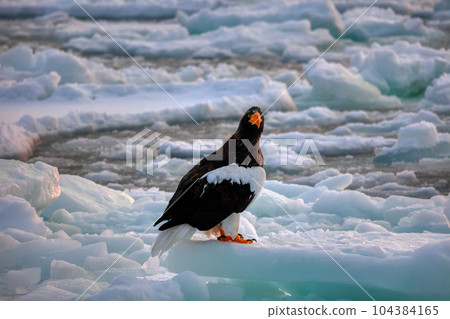 Eagle, Steller's sea eagle, Hokkaido, Sea of Okhotsk, pleasure boat, cruise ship, drift ice Eagle, Steller's sea eagle, Hokkaido, Sea of Okhotsk, pleasure boat, cruise ship, drift ice 104384165