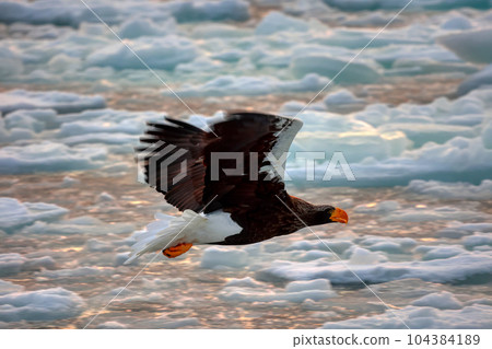 Eagle, Steller's sea eagle, Hokkaido, Sea of Okhotsk, pleasure boat, cruise ship, drift ice 104384189