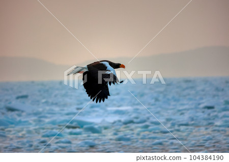 Eagle, Steller's sea eagle, Hokkaido, Sea of Okhotsk, pleasure boat, cruise ship, drift ice Eagle, Steller's sea eagle, Hokkaido, Sea of Okhotsk, pleasure boat, cruise ship, drift ice 104384190