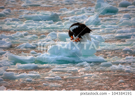 Eagle, Steller's sea eagle, Hokkaido, Sea of Okhotsk, pleasure boat, cruise ship, drift ice Eagle, Steller's sea eagle, Hokkaido, Sea of Okhotsk, pleasure boat, cruise ship, drift ice 104384191