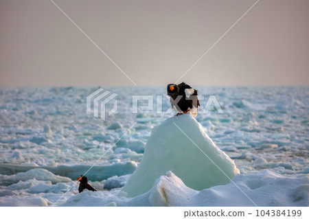 鷹,虎頭海雕,北海道,鄂霍次克海,遊船,遊輪,流冰 鷹,虎頭海雕,北海道,鄂霍次克海,遊船,遊輪,流冰 104384199