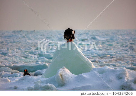 Eagle, Steller's sea eagle, Hokkaido, Sea of Okhotsk, pleasure boat, cruise ship, drift ice 104384206