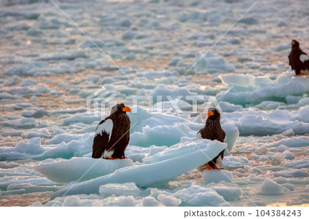 鷹，虎頭海雕，北海道，鄂霍次克海，遊船，遊輪，流冰 104384243