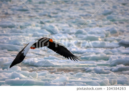 鷹，虎頭海雕，北海道，鄂霍次克海，遊船，遊輪，流冰 104384263