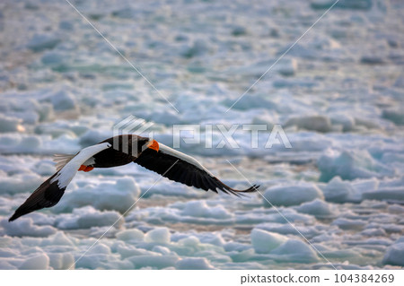 Eagle, Steller's sea eagle, Hokkaido, Sea of Okhotsk, pleasure boat, cruise ship, drift ice 104384269
