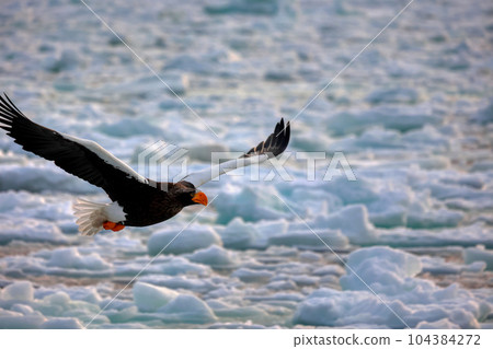 Eagle, Steller's sea eagle, Hokkaido, Sea of Okhotsk, pleasure boat, cruise ship, drift ice 104384272