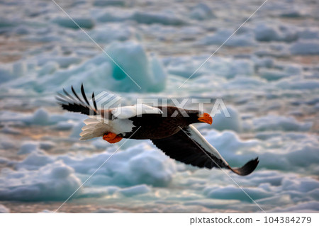 鷹，虎頭海雕，北海道，鄂霍次克海，遊船，遊輪，流冰 104384279