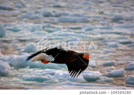 Eagle, Steller's sea eagle, Hokkaido, Sea of Okhotsk, pleasure boat, cruise ship, drift ice 104384280