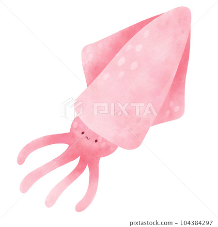 squid squid 104384297