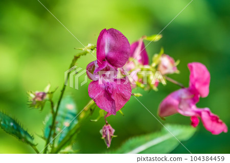 Flowers of touchy glandular close-up. Impatiens glandulifera. Flowers of touchy glandular close-up. Impatiens glandulifera. 104384459