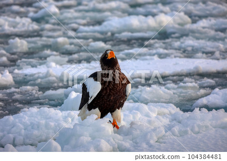 Eagle, Steller's sea eagle, Hokkaido, Sea of Okhotsk, pleasure boat, cruise ship, drift ice 104384481