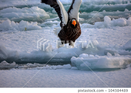 Eagle, Steller's sea eagle, Hokkaido, Sea of Okhotsk, pleasure boat, cruise ship, drift ice 104384489