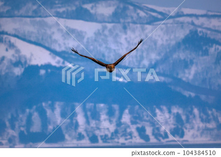 Eagle, Steller's sea eagle, Hokkaido, Sea of Okhotsk, pleasure boat, cruise ship, drift ice 104384510