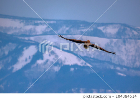 鷹，虎頭海雕，北海道，鄂霍次克海，遊船，遊輪，流冰 104384514