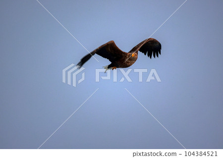 Eagle, Steller's sea eagle, Hokkaido, Sea of Okhotsk, pleasure boat, cruise ship, drift ice Eagle, Steller's sea eagle, Hokkaido, Sea of Okhotsk, pleasure boat, cruise ship, drift ice 104384521