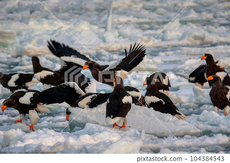 Eagle, Steller's sea eagle, Hokkaido, Sea of Okhotsk, pleasure boat, cruise ship, drift ice 104384543