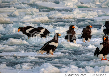 Eagle, Steller's sea eagle, Hokkaido, Sea of Okhotsk, pleasure boat, cruise ship, drift ice 104384544