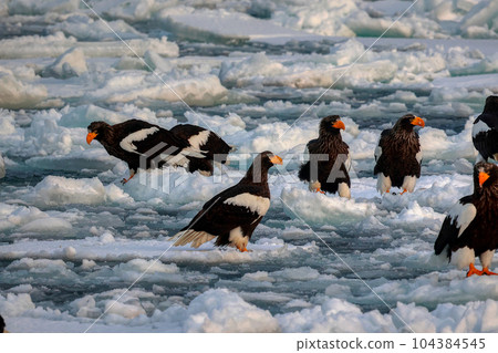 Eagle, Steller's sea eagle, Hokkaido, Sea of Okhotsk, pleasure boat, cruise ship, drift ice 104384545