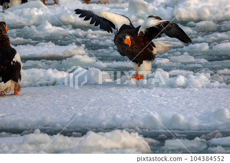 Eagle, Steller's sea eagle, Hokkaido, Sea of Okhotsk, pleasure boat, cruise ship, drift ice Eagle, Steller's sea eagle, Hokkaido, Sea of Okhotsk, pleasure boat, cruise ship, drift ice 104384552