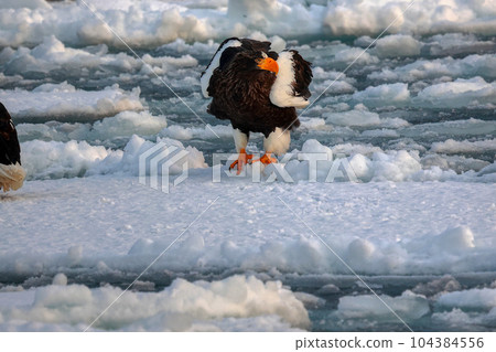 Eagle, Steller's sea eagle, Hokkaido, Sea of Okhotsk, pleasure boat, cruise ship, drift ice Eagle, Steller's sea eagle, Hokkaido, Sea of Okhotsk, pleasure boat, cruise ship, drift ice 104384556