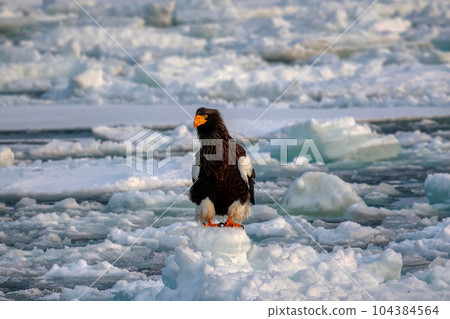 Eagle, Steller's sea eagle, Hokkaido, Sea of Okhotsk, pleasure boat, cruise ship, drift ice 104384564
