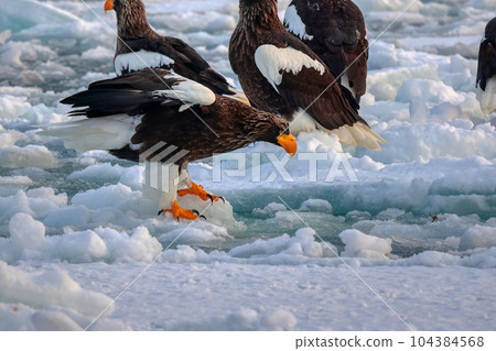 Eagle, Steller's sea eagle, Hokkaido, Sea of Okhotsk, pleasure boat, cruise ship, drift ice Eagle, Steller's sea eagle, Hokkaido, Sea of Okhotsk, pleasure boat, cruise ship, drift ice 104384568