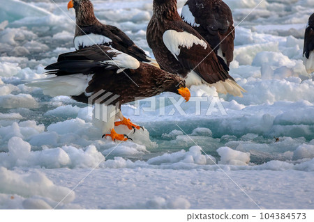 Eagle, Steller's sea eagle, Hokkaido, Sea of Okhotsk, pleasure boat, cruise ship, drift ice Eagle, Steller's sea eagle, Hokkaido, Sea of Okhotsk, pleasure boat, cruise ship, drift ice 104384573