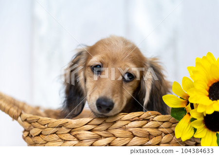 Kaninhen 臘腸犬幼犬 104384633