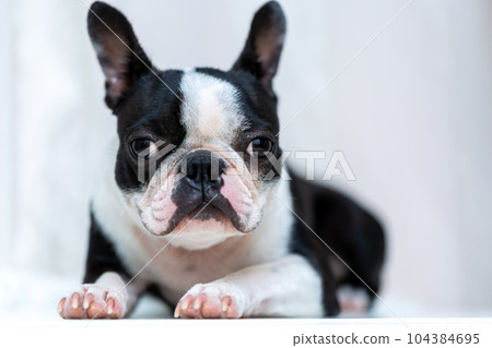 Reeds sales boston terriers