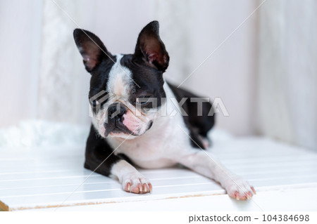 波士頓梗犬 104384698