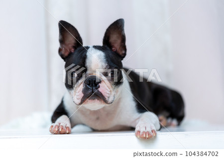 波士頓梗犬 波士頓梗犬 104384702