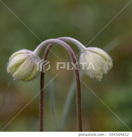 Delicate anemone flowers outdoors. Spring background with two flowers. 104384812