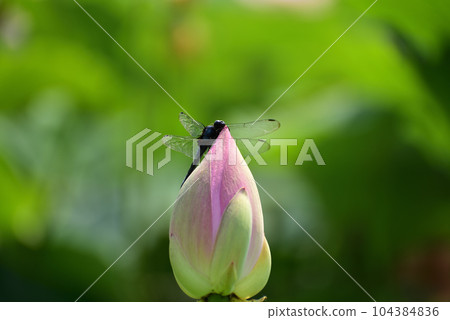 蜻蜓堅持古老的蓮花 蜻蜓堅持古老的蓮花 104384836