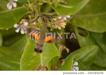 Abu sucking nectar 2 Abu sucking nectar 2 104385076