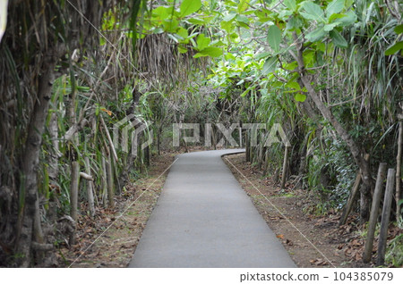 Path leading to Toriike Pond 104385079