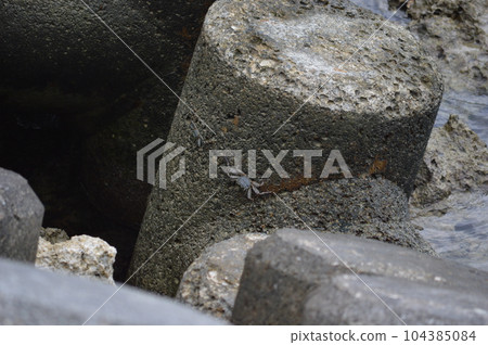 四足蟹 104385084