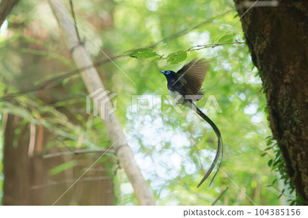 飛行的雄性捕蠅器 104385156