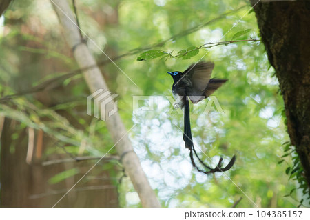 Flying male flycatcher 104385157