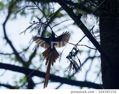 Flying paradise butterfly male_silhouette 104385158