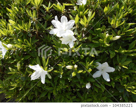 白色的杜鵑花慢慢綻放 白色的杜鵑花慢慢綻放 104385221