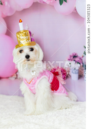 生日狗 生日狗 104385323