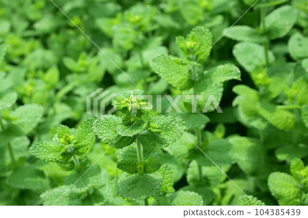 Marbamint (apple mint) Marbamint (apple mint) 104385439