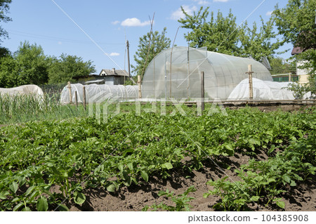 Young potato bushes in the garden at a small house Young potato bushes in the garden at a small house 104385908