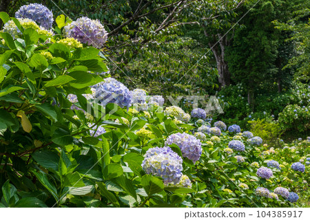 淺澤原高原上的繡球花群，已經變成了藍色 104385917