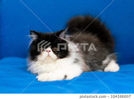 Cute Persian cat sitting on blue background 104386007
