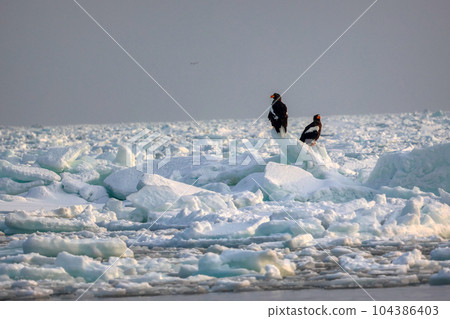 鷹,虎頭海雕,北海道,鄂霍次克海,遊船,遊輪,流冰 鷹,虎頭海雕,北海道,鄂霍次克海,遊船,遊輪,流冰 104386403