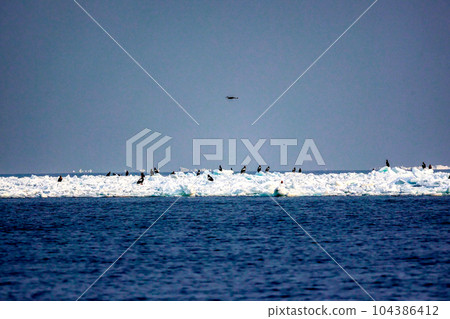鷹,虎頭海雕,北海道,鄂霍次克海,遊船,遊輪,流冰 鷹,虎頭海雕,北海道,鄂霍次克海,遊船,遊輪,流冰 104386412