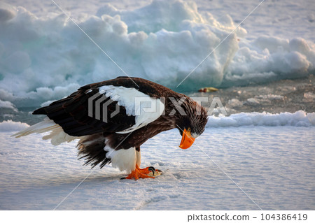 Eagle, Steller's sea eagle, Hokkaido, Sea of Okhotsk, pleasure boat, cruise ship, drift ice Eagle, Steller's sea eagle, Hokkaido, Sea of Okhotsk, pleasure boat, cruise ship, drift ice 104386419
